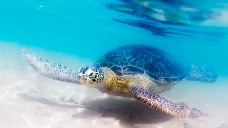 Tortuga en la playa de Hikkaduwa Mirissa