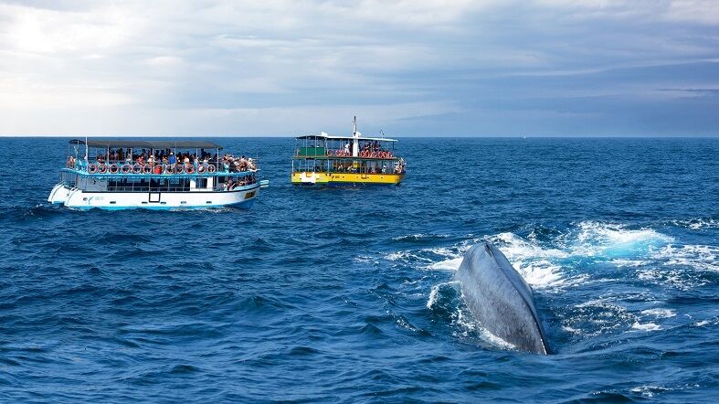 avistamiento-ballenas-Mirissa-See-Dubai-Tours avistamiento ballenas Mirissa