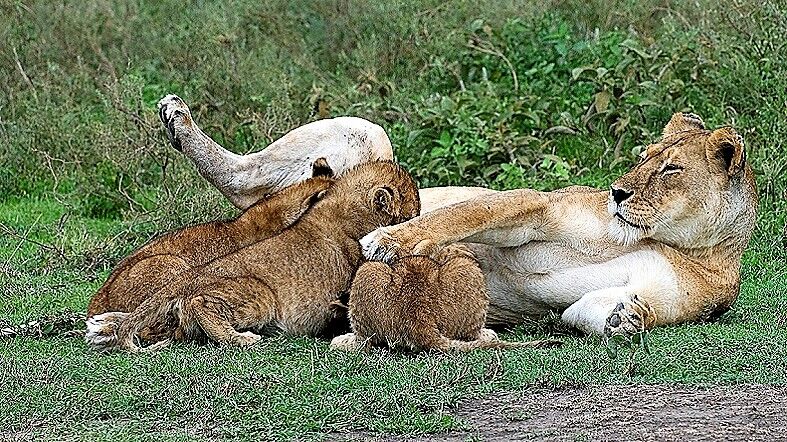 Safari Tanzania Safari-Tanzania-See-Dubai-Tours