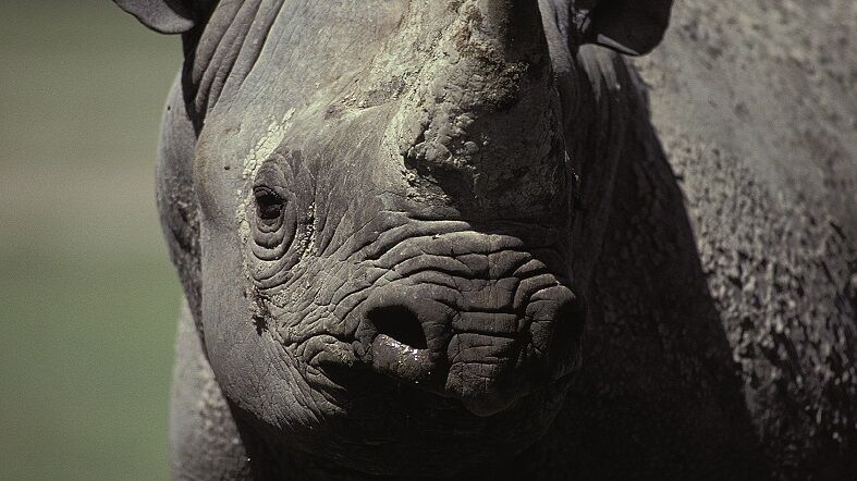 magica-Tanzania-See-Dubai -Tours