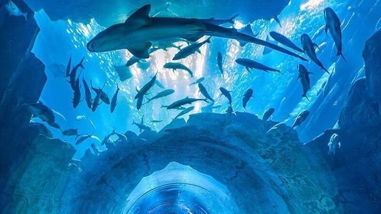 Ticket Aquarium & Underwater Zoo - Imagen 1