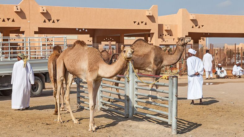 Traslado Al Ain. Al Ain Tour