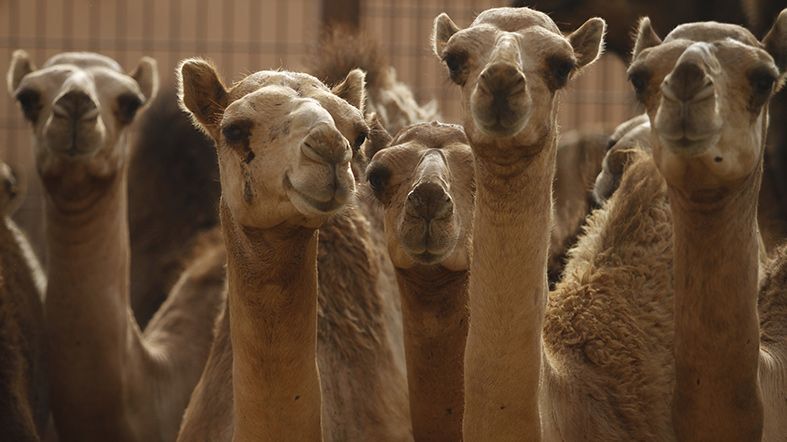 Al Ain - Mercado Camellos - See Dubai Tours Al Ain - See Dubai Tours - Camellos