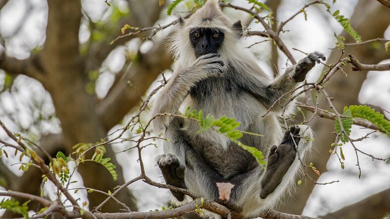 Chinnar-Kerala-See-Dubai-Tours - Circuitos turísticos en India Chinnar Kerala La Tierra de Dios - Circuitos turísticos en India